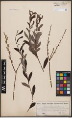 Foto von Salix aurita L. x Salix purpurea L.
